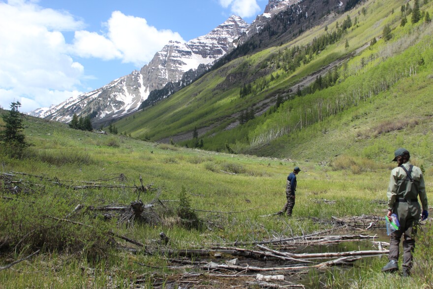 Small boreal toads in the Maroon Bells-Snowmass Wilderness face